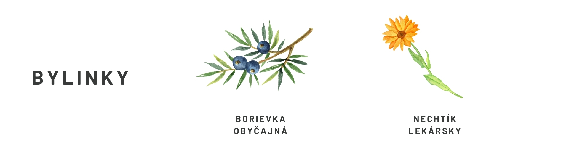 borievkový balzam - úvod